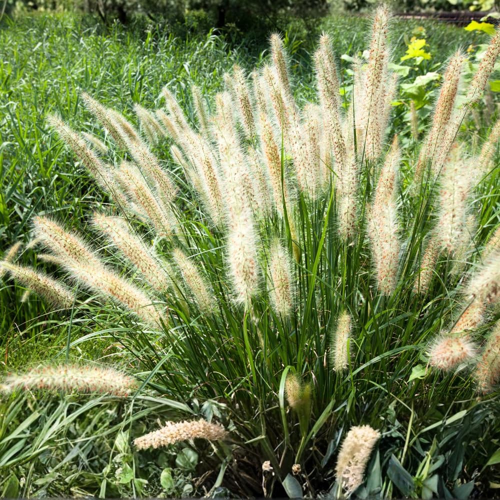 Amazon white fountain grass Amazon white fountain grass