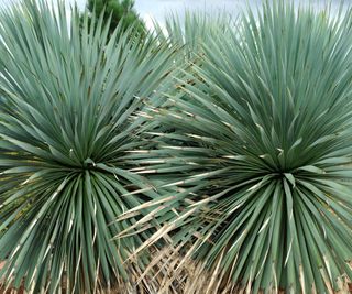 Yucca rostrata