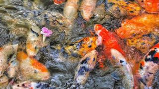 A close-up, high-angle view of a densely packed group of koi fish with various orange, white, black, and speckled patterns swimming in murky water, with a single small pink flower floating near the center-left.