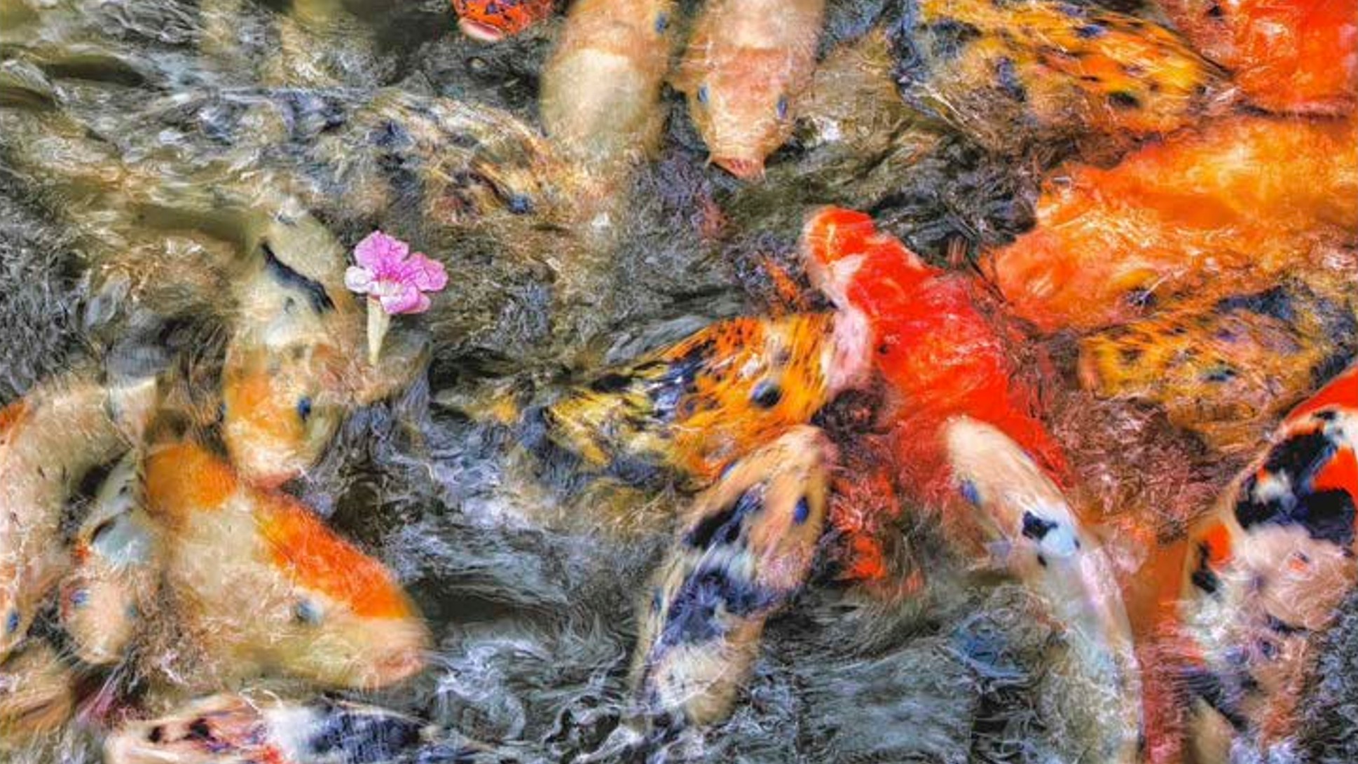A close-up, high-angle view of a densely packed group of koi fish with various orange, white, black, and speckled patterns swimming in murky water, with a single small pink flower floating near the center-left.