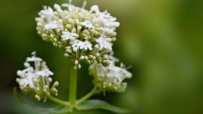 focused shot with blurred background of white valerian flowers 