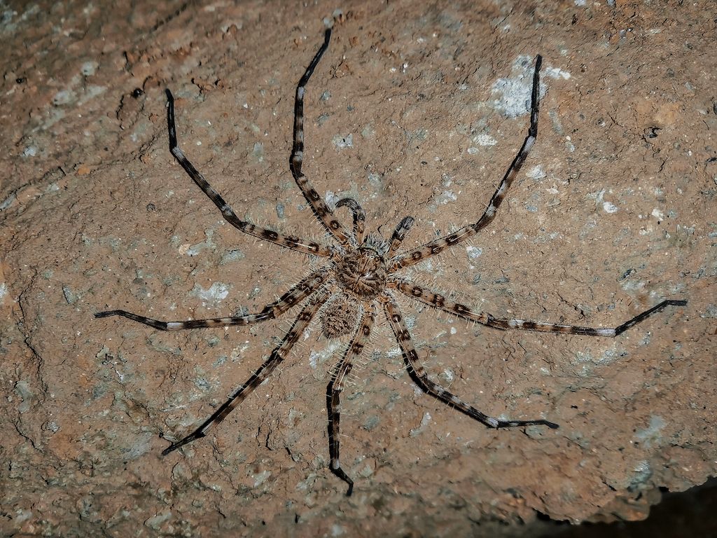 Giant Huntsman Spider The Largest Spider By Leg Span Live Science