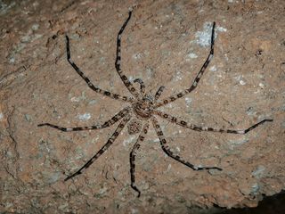 Giant huntsman spider on wall