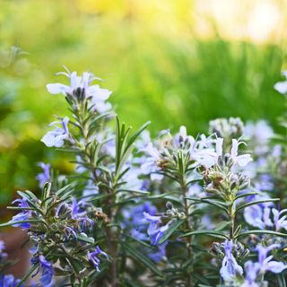 Closeup of flowering rosemary plant in garden