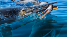 An illustration of an ichthyosaur eating a pterosaur. 
