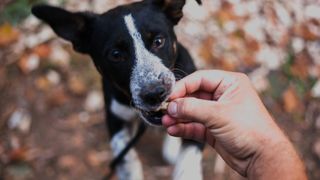 Dog eating from owner's hand
