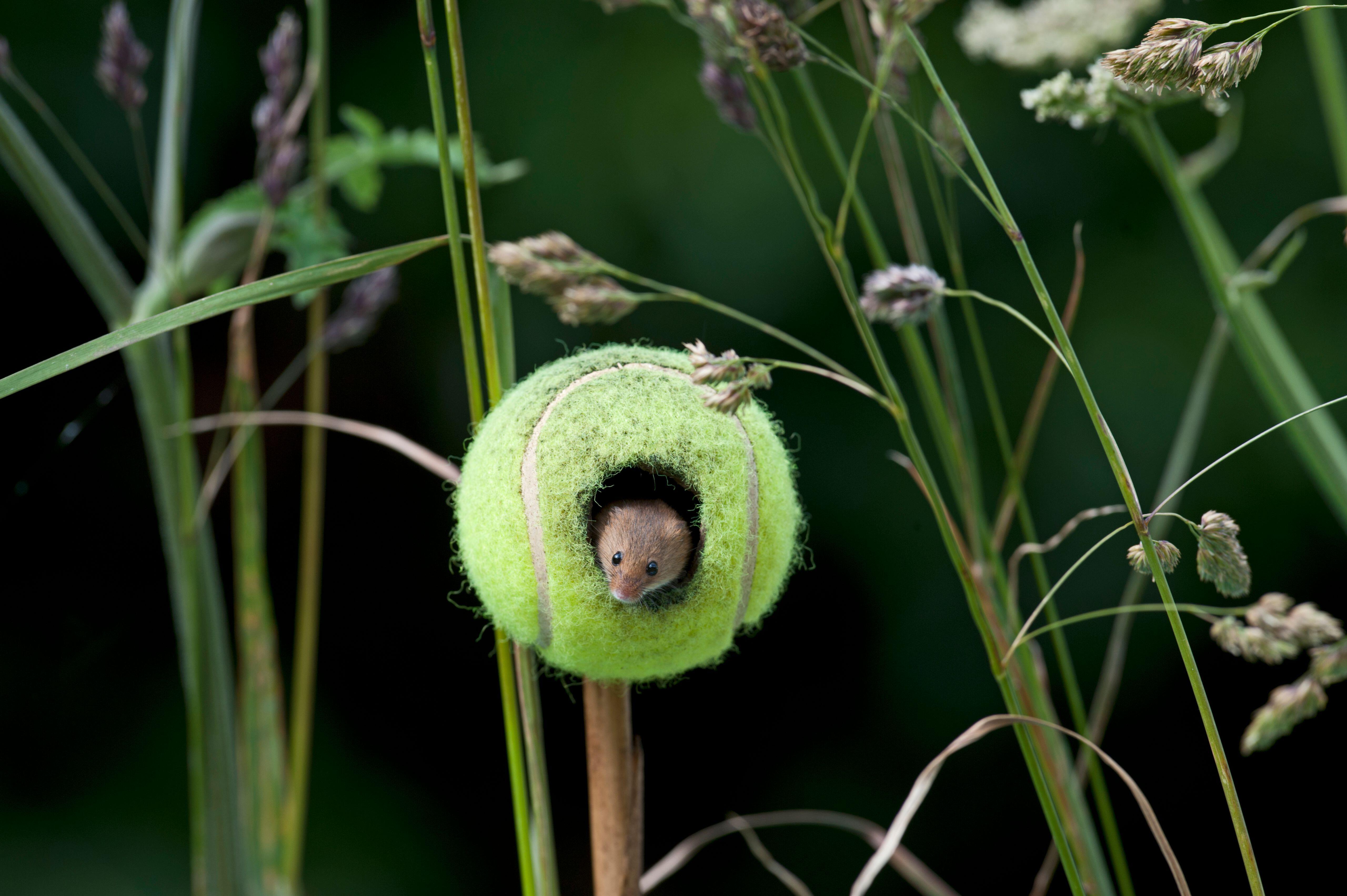 Harvest mouse hiding in a repurposed tennis ball