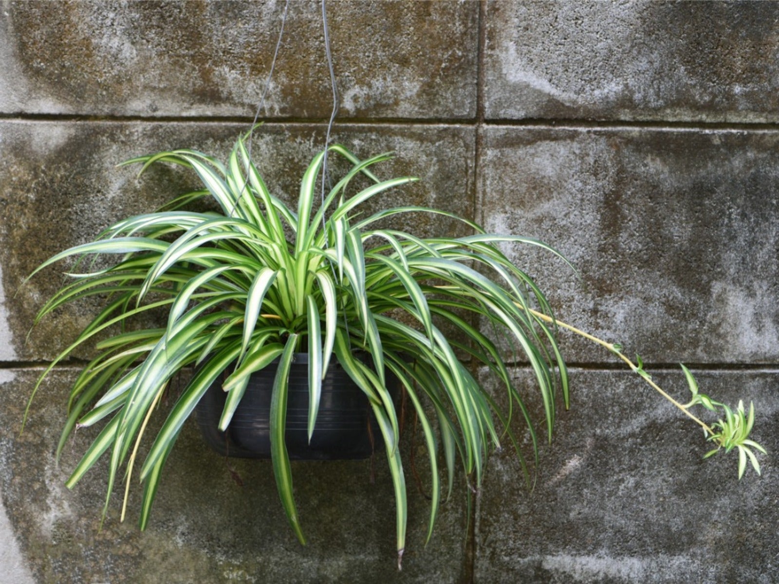 Beautiful Indoor Baby Spider Plant Chlorophytum comosum (Green) x 1  Spiderette