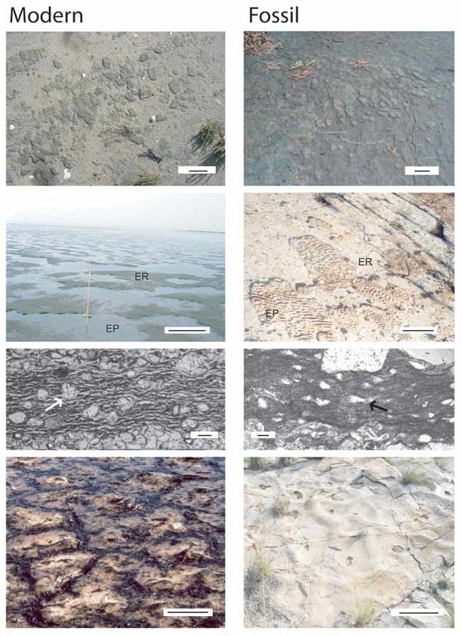 How to Find Signs of Life on Mars Space