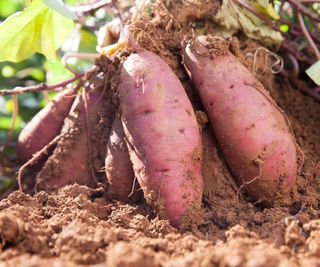 Freshly harvested sweet potatoes atop soil