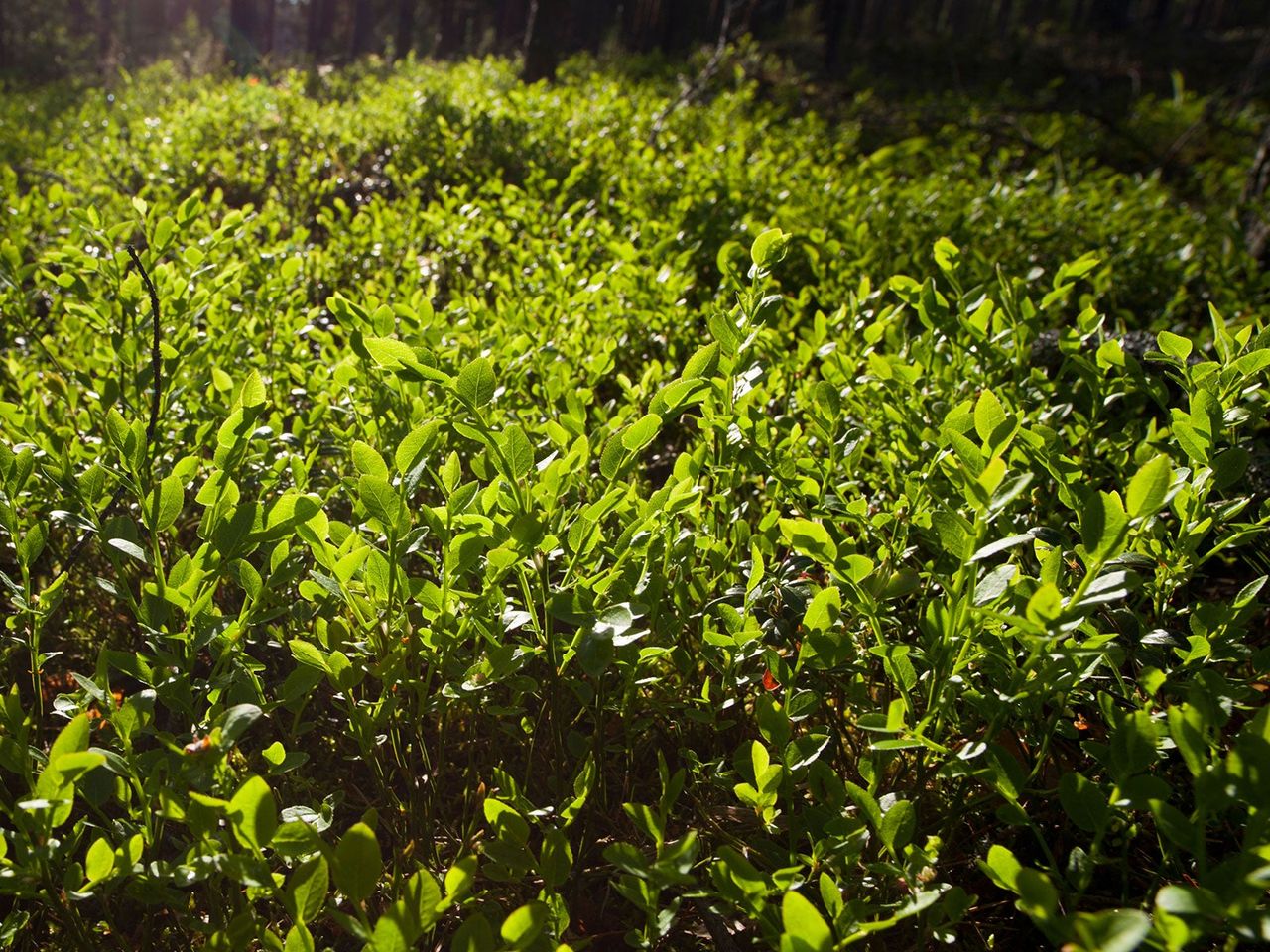 blueberry sod being used for garden ground cover