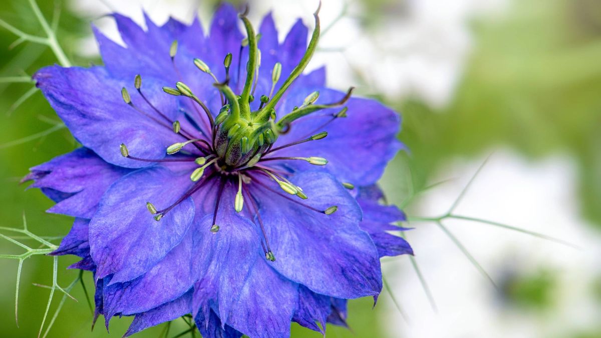 These 6 Self-Seeding Flowers Come Back Every Year Without Becoming Invasive
