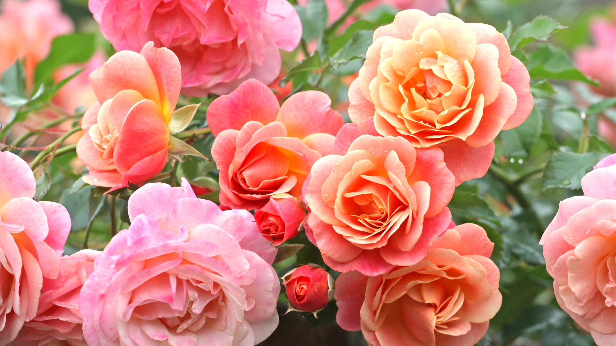 peach and pink and coral roses in garden display