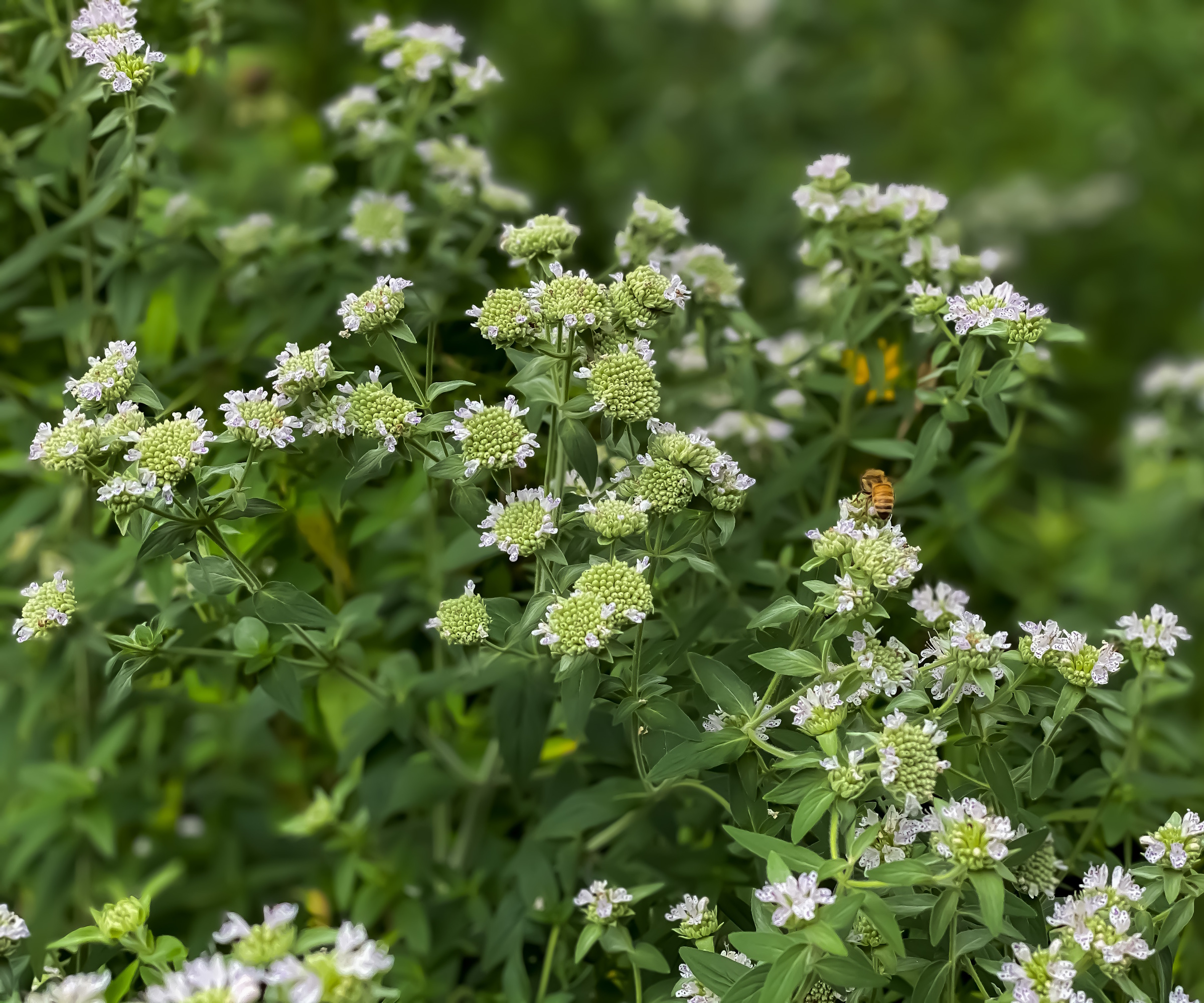 Mountain mint