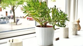 Close-Up Of Green Jade Plant In Pot