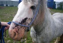 stabbed-stallion.jpg