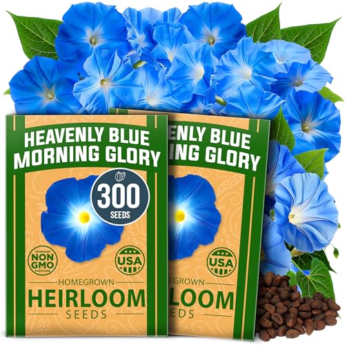 Home Grown Morning Glory Seeds,heavenly Blue (2 Pack) 300 Heirloom Morning Glories Vine Seeds for Planting Ideal for a Flower Garden That Attracts Pollinators and Birds(ipomoea Tricolor)