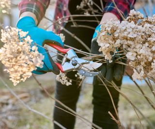 Pruning hydrangea with pruning shears