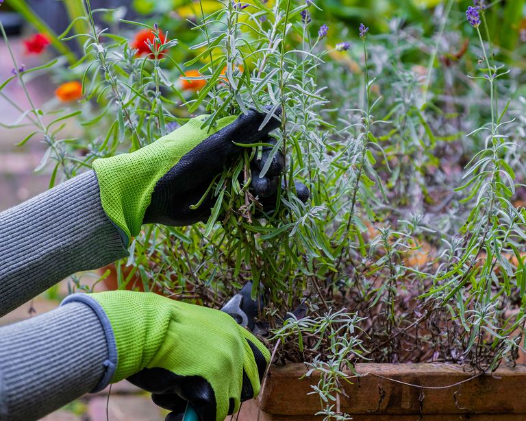 Winterizing Lavender: Expert Ways To Protect Your Plants | Gardeningetc