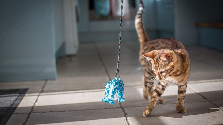 The Best Cat Toys Seven Terrific Toys To Improve Your Feline S Playtime Petsradar