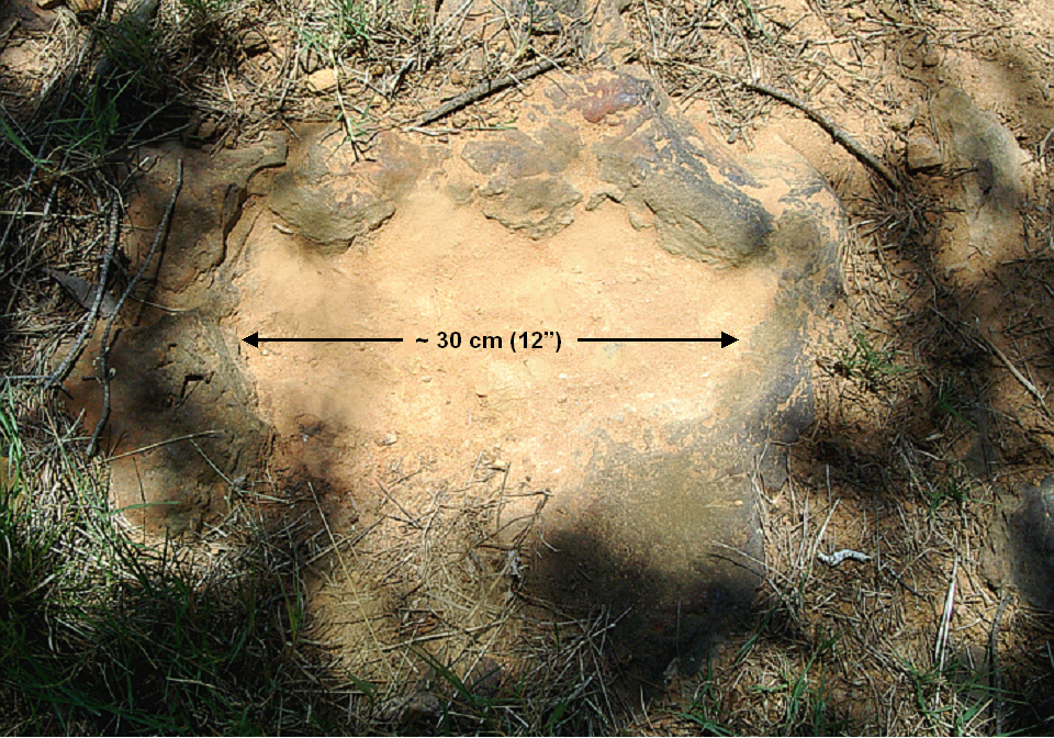 NASA Goddard dinosaur tracks.