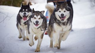 Siberian huskies pulling a sled