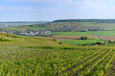 Vineyard scene in the Marne Valley.