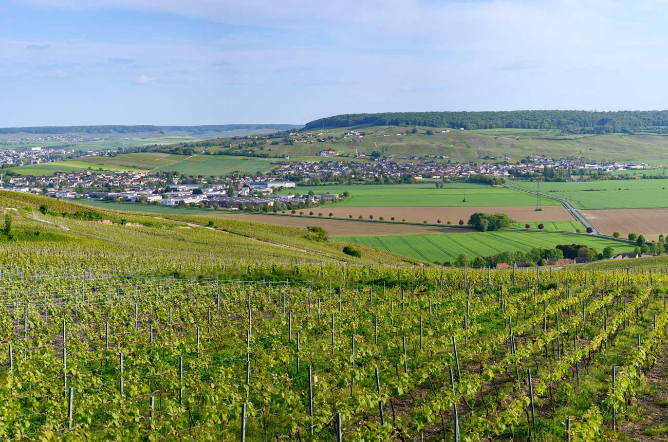 Vineyard scene in the Marne Valley.