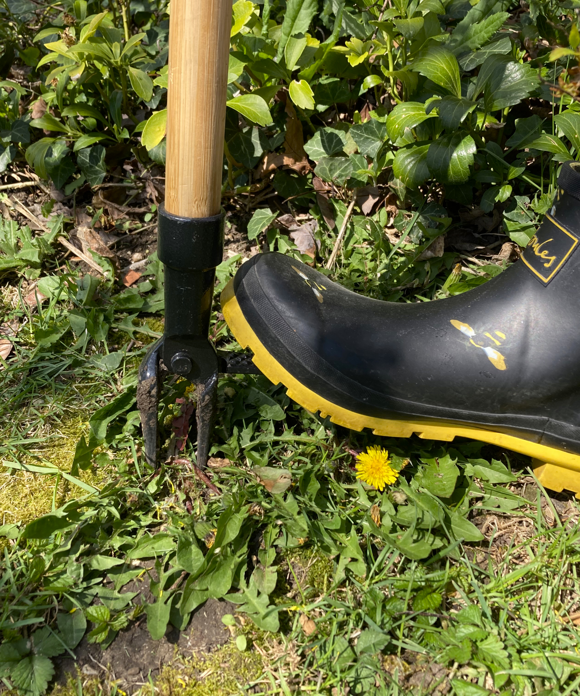 boot pushing on standup weeder in garden