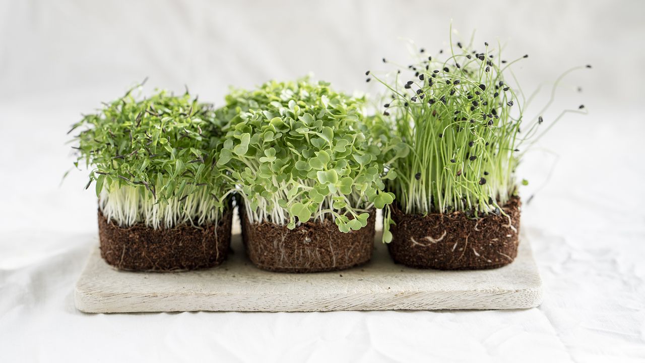 How to grow microgreens