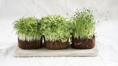 How to grow microgreens