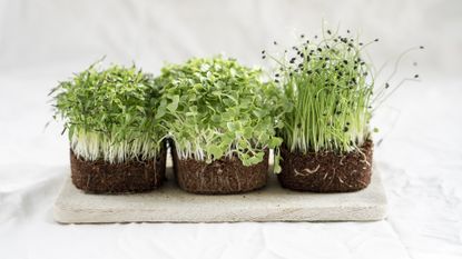 How to Grow Cress - Healthier Steps