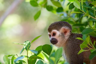 Um macaco-esquilo sentado em uma árvore