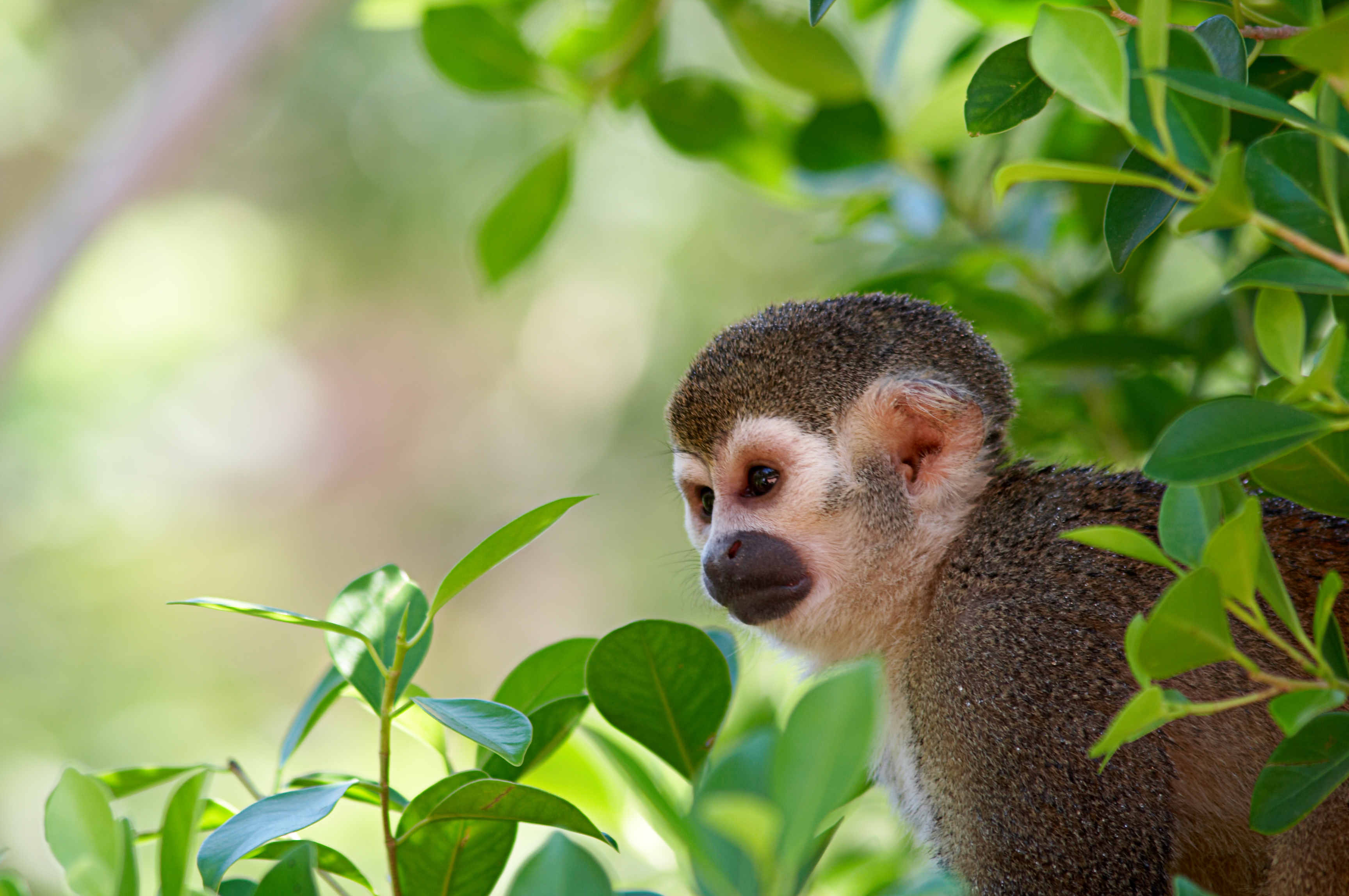 Squirrel monkey sitting on a tree