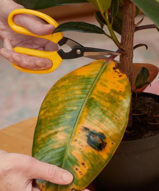 Woman using scissors to remove a decaying leaf from a rubber plant