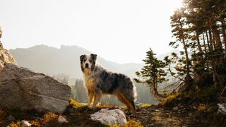 Dog stood in front of mountain view