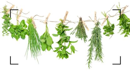 different types of herbs pegged to a line
