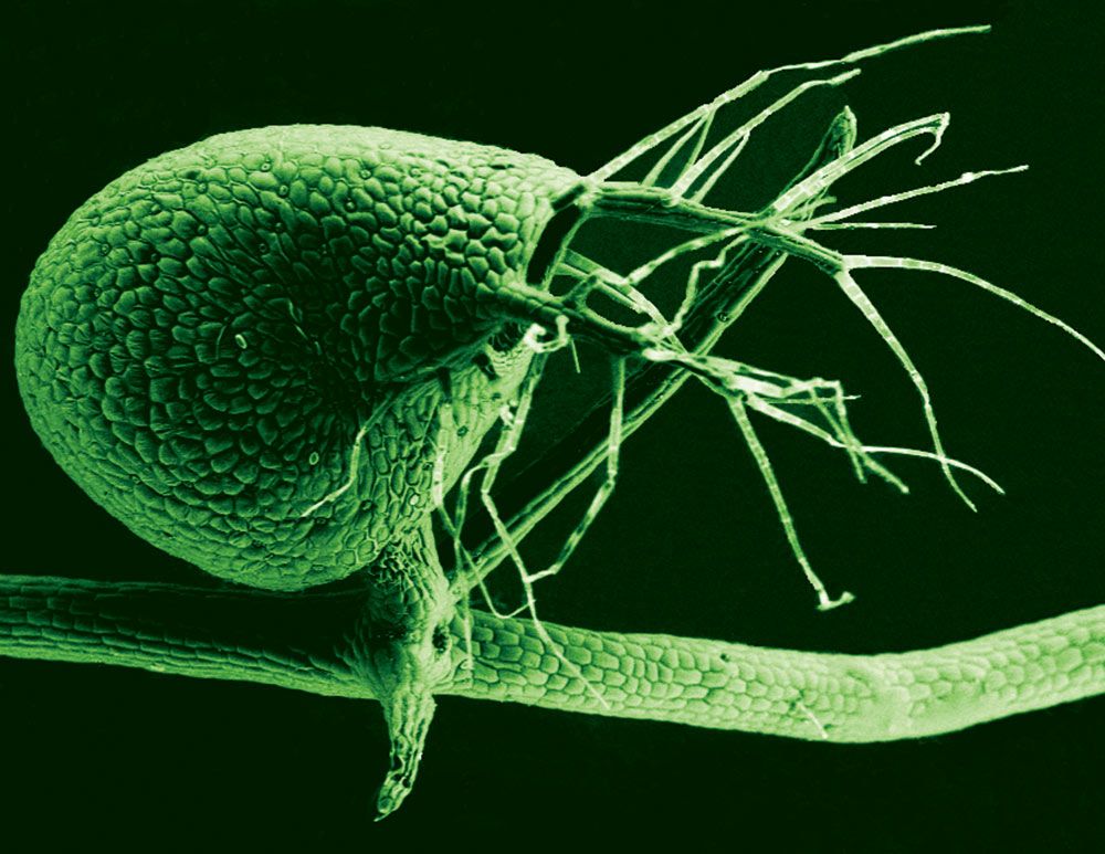 a scanning electron micrograph of the carnivorous plant, the humped bladderwort.