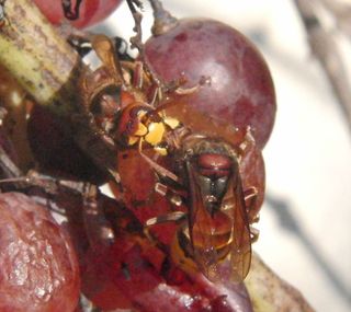 A crabro wasp feeding on a grape in a Tuscan vineyard in October.