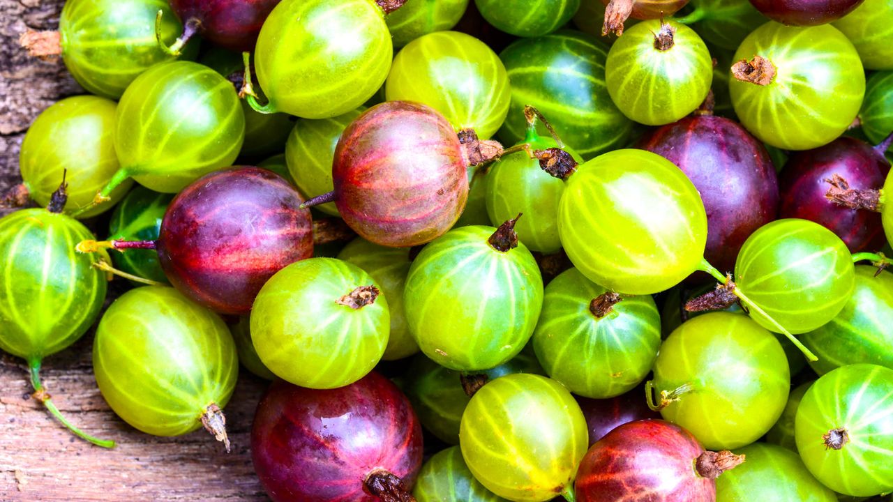 mixed berry harvests cultivated by avoiding gooseberry growing mistakes