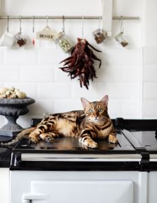 Cat warming itself on Aga range cooker hot plate