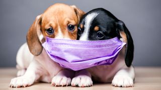 Image of two puppies, one brown and white and one black and white, wearing a face mask