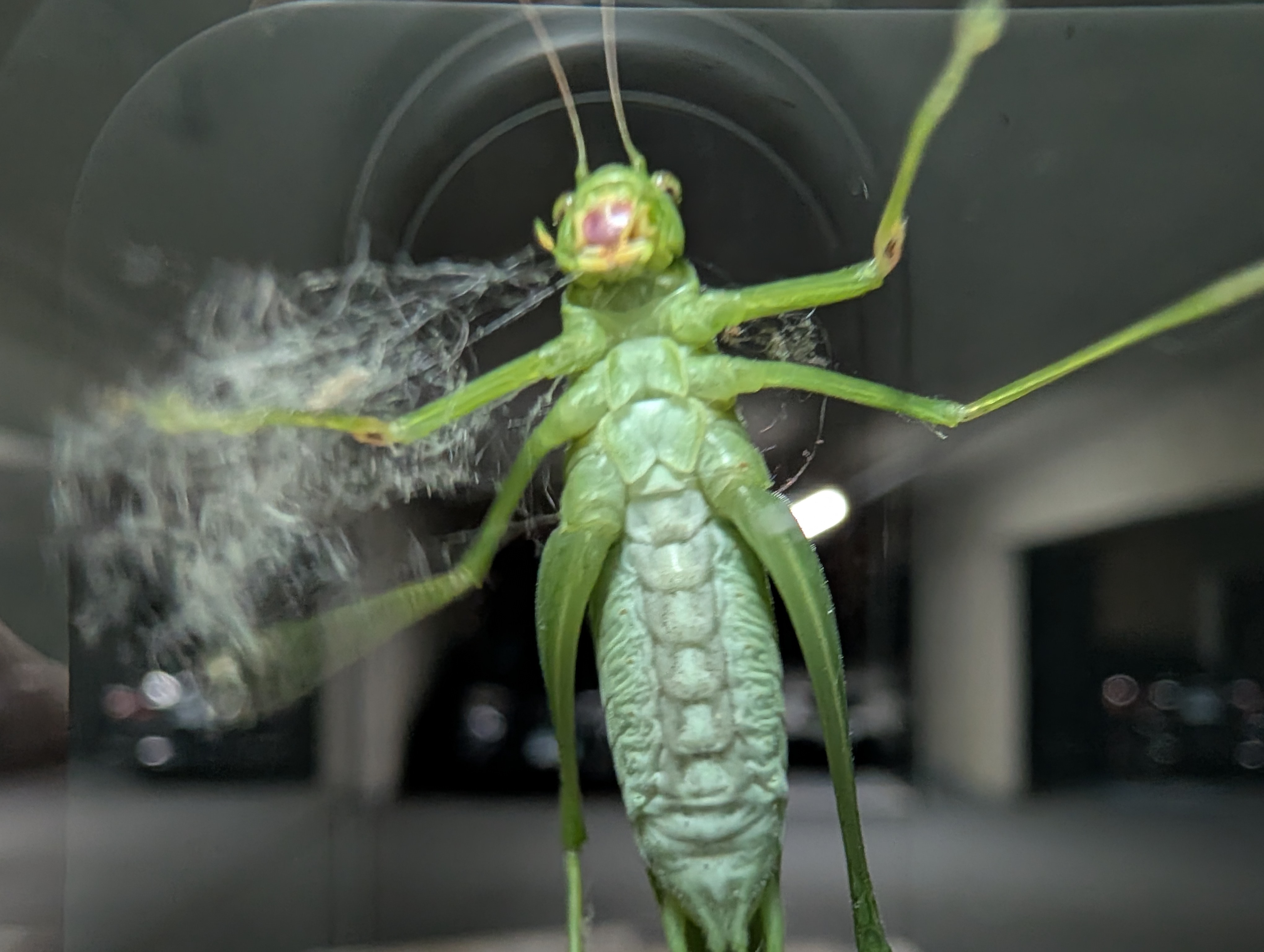 Camera image samples taken with the Google Pixel 10 Pro and Pixel 10 Pro XL