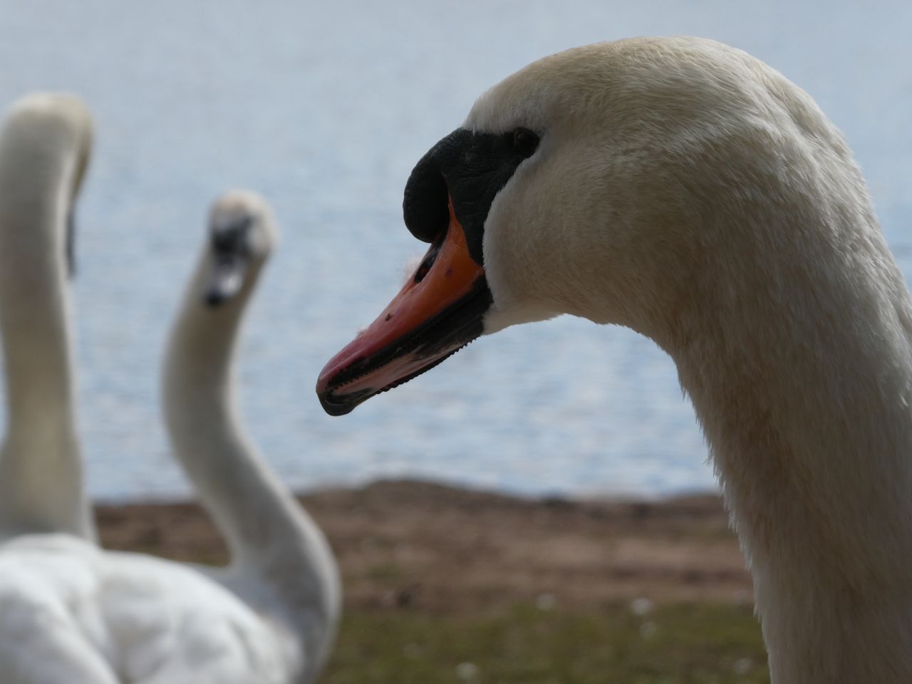 A sample image taken with the Panasonic Lumix ZS99