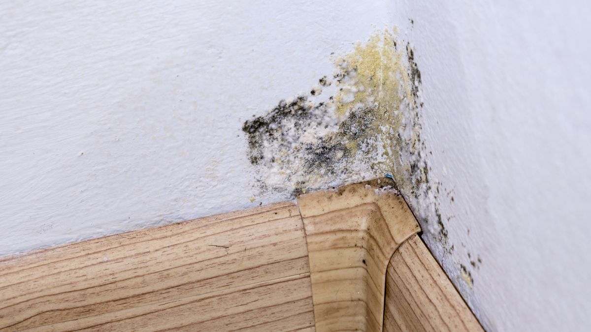 close up of mould growing in corner of room on white walls above wooden skirting board