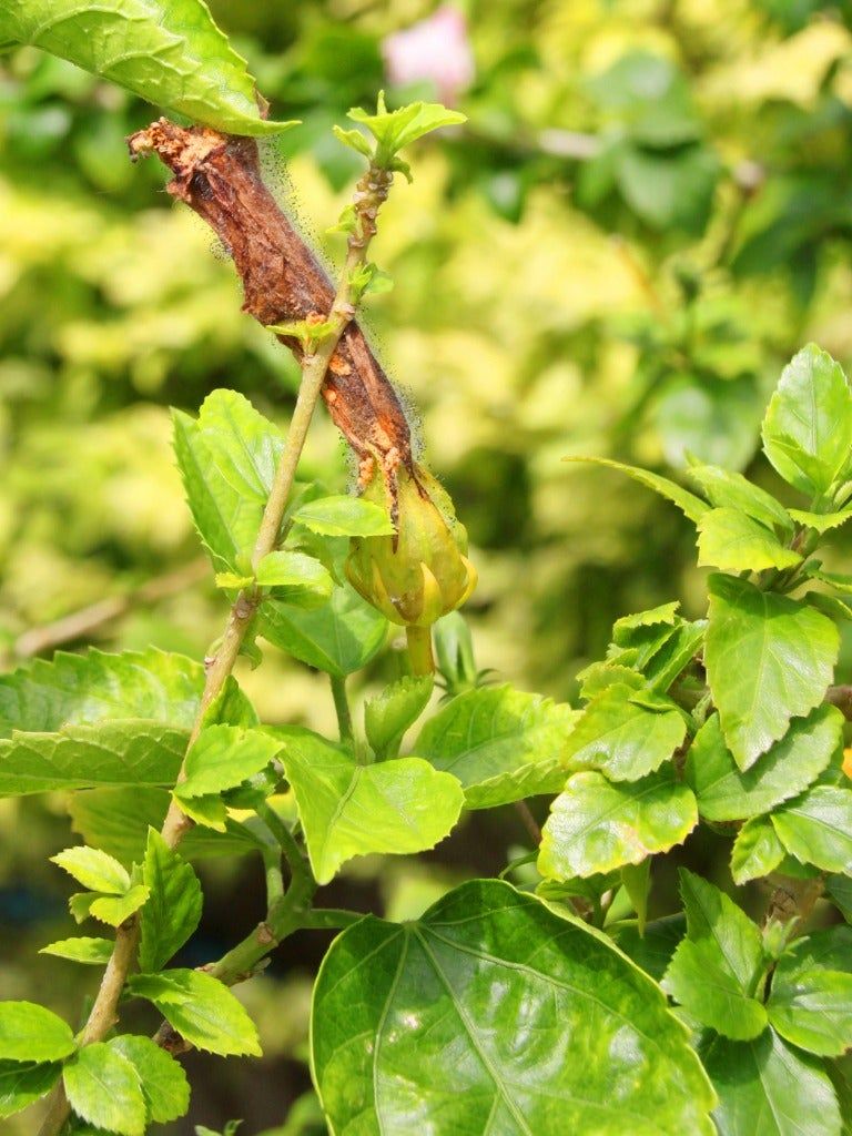 White Powdery Mildew On Hibiscus How To Treat Hibiscus With Powdery Mildew Gardening Know How