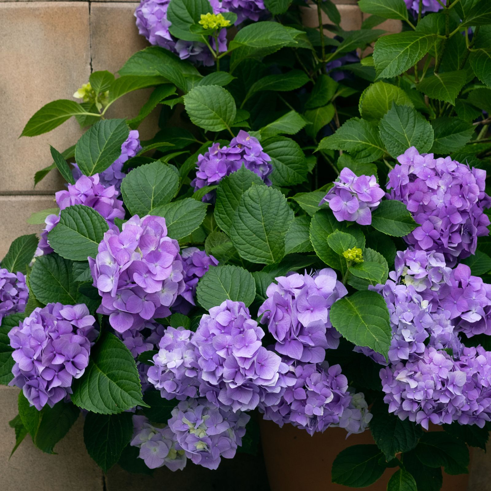 Should you deadhead hydrangeas? Experts share their secrets Ideal Home