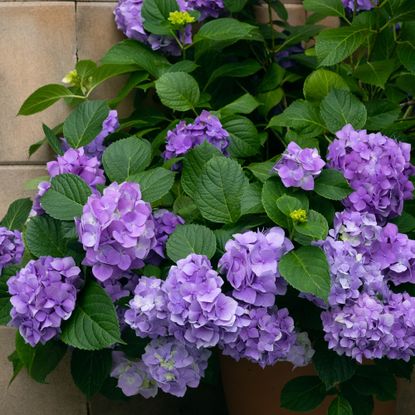 Should You Deadhead Hydrangeas Experts Share Their Secrets Ideal Home   XdyUU64zEeHtiyWiJS9ufH 415 80 