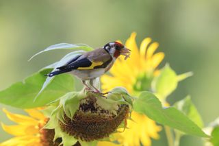 Goldfinch eating sunflower seed
