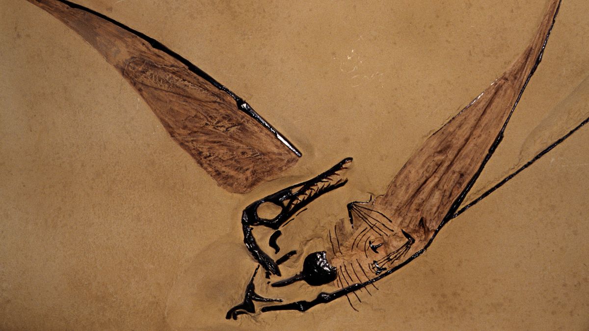 'Flying dragon' fossil found preserved inside a rock in the Chilean